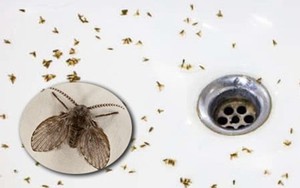 Nên làm gì khi phòng tắm có côn trùng bay nhỏ?