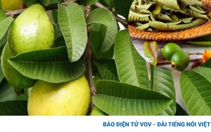 Loại lá rất sẵn ở Việt Nam, đem phơi khô lại thành dược liệu quý