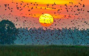 Vườn Quốc gia Tràm Chim cháy lớn, công an điều tra dấu hiệu 'người xâm nhập trái phép'