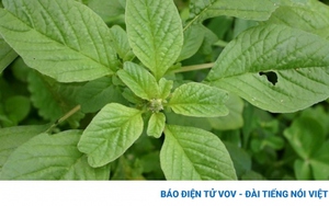 Được ví là vị thuốc hạn chế sưng viêm và tiểu đường, rau này dễ trồng như cỏ