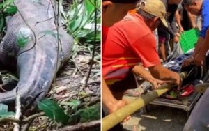 Vụ người phụ nữ bị trăn khổng lồ nuốt chửng: Chuyên gia phân tích cách trăn săn mồi và phút cuối đời của nạn nhân
