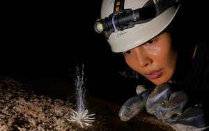 Xuất hiện "thủy quái" bí ẩn trong hang động ở Phong Nha - Kẻ Bàng