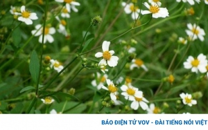 Cây thuốc “đa năng” mọc đầy ven đường, người Việt ai cũng thấy nhưng lại bỏ qua