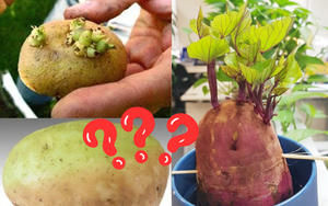 Khoai lang mọc mầm có ăn được không? Khoai tây hay khoai lang mọc mầm thì độc hơn?