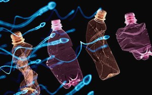 Khi cá ngoài biển vướng phải túi nilon, trong cơ thể người, tinh trùng cũng đang bơi cạnh hạt vi nhựa