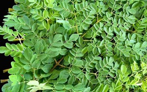 Loại cây mọc dại ở Việt Nam nhưng được thế giới gọi là 'cây vạn năng', chứa hơn 90 dưỡng chất có lợi