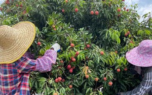 Cống Viên - vườn vải cổ thụ ngàn năm tuổi ở Trung Quốc