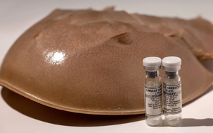 Giải mã máu của loài động vật đắt đỏ nhất thế giới: Màu xanh kỳ dị, ẩn chứa khả năng vô hiệu hóa vi khuẩn, mỗi lít trị giá hơn 500 triệu đồng