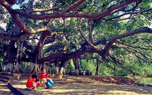 Kỳ lạ cây đa cổ thụ 13 gốc lớn nhất Việt Nam: Tuổi đời hơn 300 năm, tán rộng bao trùm cả nghìn mét vuông