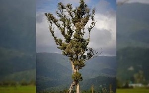 Độc đáo 'cây biết đi' ở New Zealand