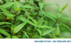 Ngỡ ngàng với loại rau thơm quen mặt ở Việt Nam hóa ra lại là vị thuốc quý