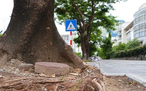 Hàng loạt cây xanh 'thoi thóp' sau cải tạo vỉa hè tại Hà Nội