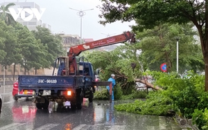 Bão số 2 làm gãy đổ nhiều cây xanh ở Quảng Ninh