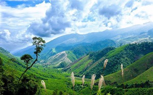 Được gọi là "Đà Lạt thứ hai", huyện biên giới không đủ homestay phục vụ du khách lúc cao điểm