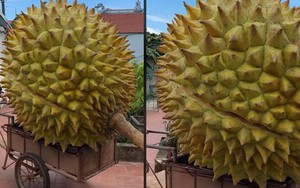 Sự thật về quả sầu riêng 'siêu to khổng lồ' gây sốt TikTok