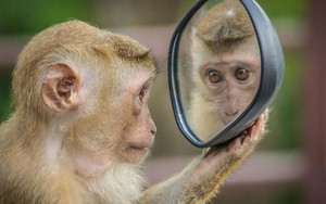 Động vật có thể nhận ra mình trong gương