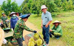 Sở hữu 700 ha thu hoạch nghịch vụ, loại cây 'bán giá nào cũng lãi' của bầu Đức sắp thu bộn nhờ ‘một mình một chợ’