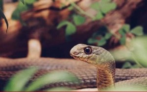 Chàng trai bị cho là 'có oán thù với rắn độc' khi bị cắn 5 lần trong 2 tháng