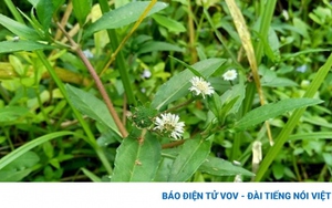 Cây thuốc quý mọc um tùm đầy vườn, người Việt lại hay nhổ bỏ vì nhầm là cỏ dại