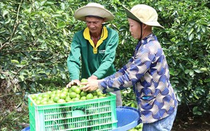 Liên kết trồng chanh không hạt xuất khẩu lãi hơn 400 triệu đồng/ha/năm