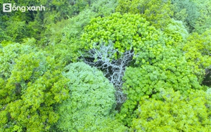 Bí mật về điều cấm kị chưa từng có để giữ "báu vật" hàng trăm năm tuổi ở khu rừng hiếm bậc nhất Việt Nam