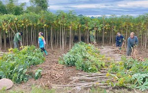 Loại cây từ gốc đến ngọn đều hái ra tiền đưa Việt Nam trở thành 1 trong 2 ông trùm của thế giới: Nước ta có hơn 500.000 ha trồng, Trung Quốc thu mua với giá đắt đỏ