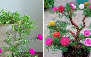 Biến loài hoa mọc như cỏ dại thành cây bonsai sang chảnh