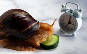 Ăn nhanh hay chậm tốt hơn cho sức khỏe?