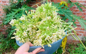 Ung thư di căn, gan suy yếu sau khi uống nước hoa đu đủ đực: 3 "không" khi dùng loại hoa này