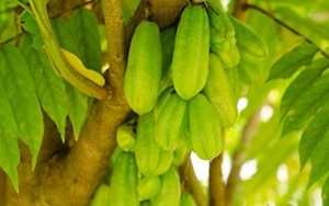 Loại quả chua nhất Việt Nam, ăn vào vừa bổ xương vừa ổn định huyết áp cực tốt