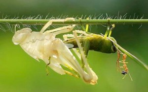 DN bảo hiểm không còn “làm màu”