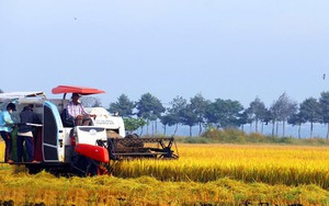 Tin vui cho người nông dân: Tăng mức hỗ trợ lên 1,5 triệu đồng/ha/năm đối với đất chuyên trồng lúa