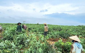 Trồng loại cây lấy củ ‘tỷ đô’, Việt Nam vươn lên trở thành ông trùm đứng thứ 2 thế giới: Trung Quốc có bao nhiêu mua bấy nhiêu, nước ta có sản lượng 10 triệu tấn mỗi năm