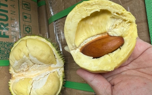 Loại sầu riêng chỉ bằng nắm tay nhưng hái tới đâu bán sạch tới đó