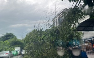 Mưa lớn, gió mạnh làm cây bật gốc ở Thanh Hóa