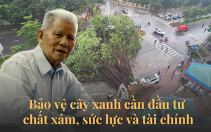 2500 cây xanh Hà Nội đổ gục, GS.TSKH Đặng Huy Huỳnh: Nhiều cây bật rễ có thể cứu được, đây là lý do!