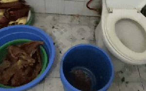 Kinh hãi quán bún bò siêu bẩn ở Hà Nội: Dùng WC làm kho chứa nguyên liệu, thịt bò nhơm nhớp như... "mưng mủ"