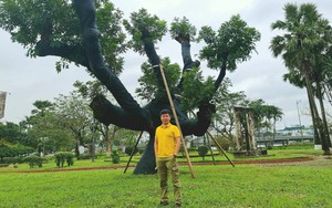 Cây xà cừ số 13 ở Huế và số phận hơn 25.000 cây xanh gãy đổ ở Hà Nội sau bão Yagi