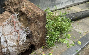 Cây xanh bật gốc, gãy đổ la liệt trong bão số 3, chuyên gia nói gì?