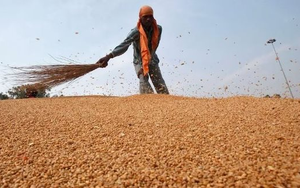 Vì sao Việt Nam nhập khẩu hơn 600.000 tấn một loại hạt từ Ukraine, tăng hơn 2.400%?