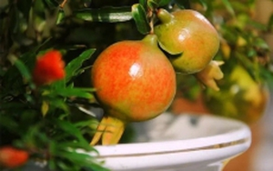 3 loại cây thích hợp trồng ban công, dễ ra quả lúc lỉu, lại tốt về phong thủy