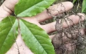 Rễ cây dại đắt như “vàng”, đào lên đem bán thu ngay vài chục triệu/kg