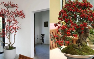 6 loại cây đặt trong phòng khách ngày Tết sẽ giúp gia đình thịnh vượng, phú quý!