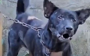 Chó cắn chủ đến chết ở Thái Lan