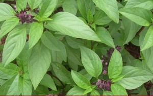 Loại rau gia vị được coi là cây phong thủy hút may mắn, tài lộc