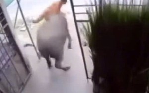 VIDEO: Lao vào giải cứu chồng, vợ bị “trâu điên” húc gãy 4 xương sườn