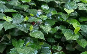 4 lý do nên ngâm chân bằng nước lá lốt thường xuyên vào mùa đông