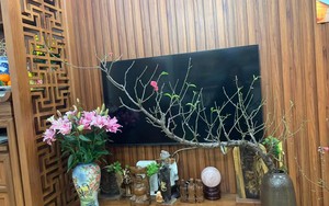 Cành đào huyền có giá "ngã ngửa", chính chủ đăng ảnh lập tức có người trả gấp 10 lần giá mua!