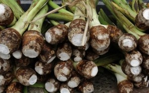 Người Việt chỉ ăn củ của cây này, ít ai biết thân của nó cũng có thể “hái ra tiền”