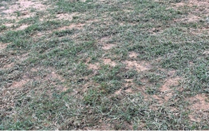 Ngán ngẩm với mặt sân Hòa Xuân trước trận Đà Nẵng - Hà Nội FC